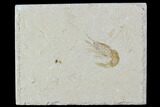 Cretaceous Fossil Shrimp - Lebanon #107671-1